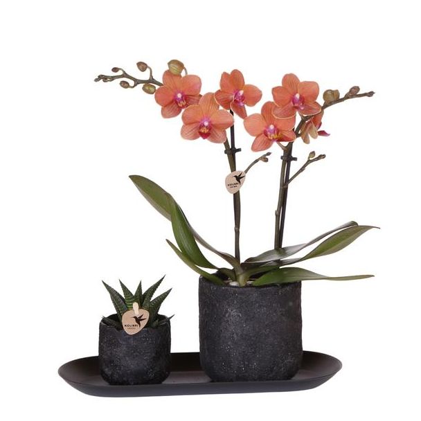 Kado Tip! Bloeiende Kamerplant,Set van Oranje Phalaenopsis Orchidee Bolzano  in keramiek pot potmaat Ø9cm, succulent in pot , potmaat Ø6cm, Donker Kleurig Dienblad