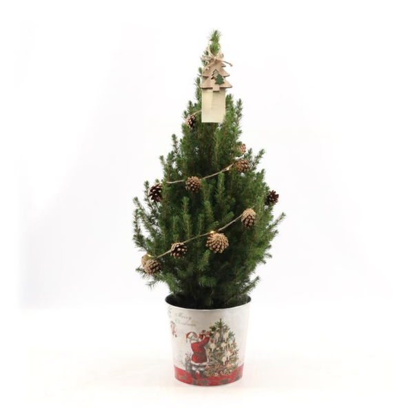 2 Kleine Kerstbomen in Kerstsierpot  Met verlichting van dennenappels - 70 cm - Picea Glauca Conica - inclusief batterijen