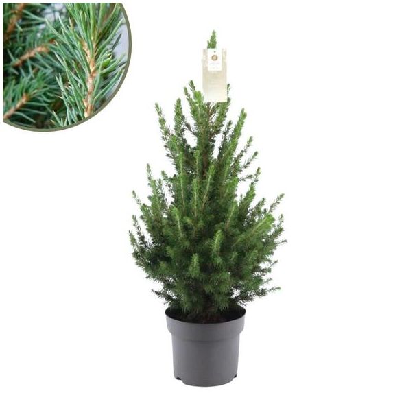 2x Kleine Kerstbomen ca. 70 cm hoogte pot Ø19 cm  - Picea glauca Conica - spar