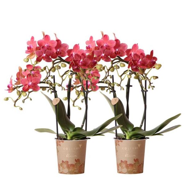 Set van 2 Vlinder Orchidee Congo, Kleur Rood, Bloeiende Kamerplant,  Phalaenopsis Orchideeën, Potmaat 09cm