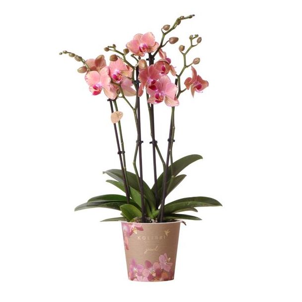 Bijzondere Vlinder Orchidee Jewel Pirate Picotee, Kleur Oranje/Roze, Bloeiende Kamerplant,  Phalaenopsis Orchideeën, Potmaat 09cm