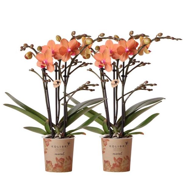 Set van 2 Vlinder Orchidee  Bolzano , Kleur Oranje, Bloeiende Kamerplant,  Phalaenopsis Orchideeën, Potmaat 09cm