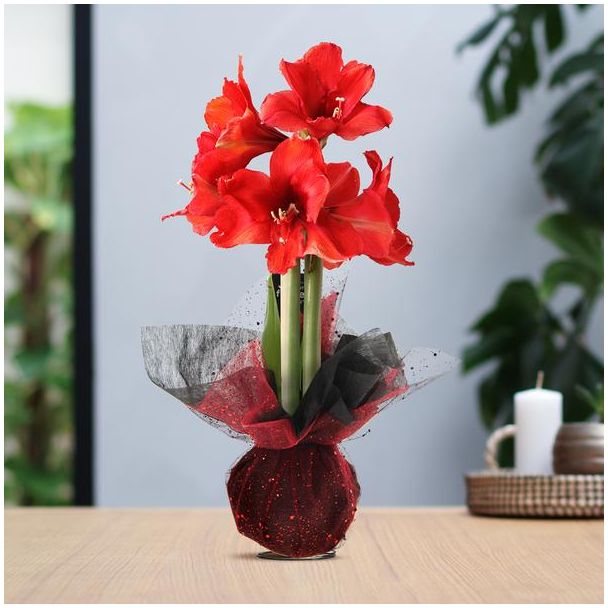 Kadotip! Gewaxte Amaryllisbollen, Wrapz Red , Kleur Bloem Rood,  Ø10cm, 18cm Hoog