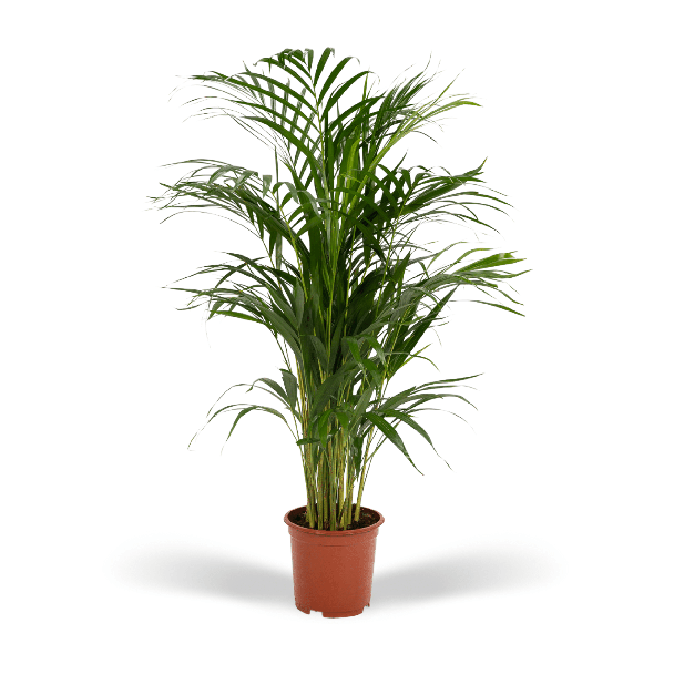 Vlinderpalm / Goudpalm kamerplant, Areca palm  - Ø19cm - ↕85cm