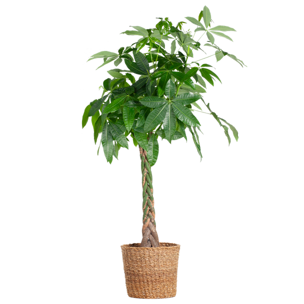 Pachira Aquatica XL(ookwel geldboom genoemd), 140cm hoog, Ø27, met mand Torun