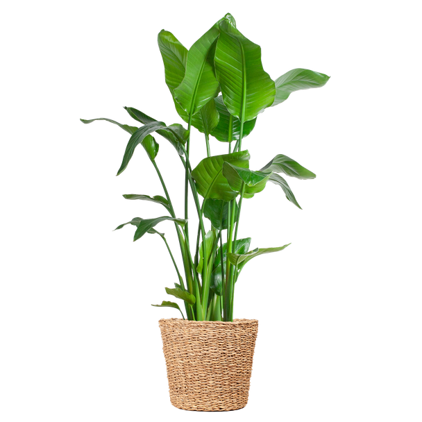 ParadijsVogelplant XL, Tropische Groene Kamerplant, Met Mand Torun, Strelitzia Nicolai XL , Hoog 140cm - Ø27