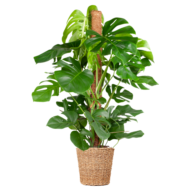 Gatenplant XL, Mand Torun, Groene Kamerplant, Monstera Deliciosa XL, 120cm - Ø24