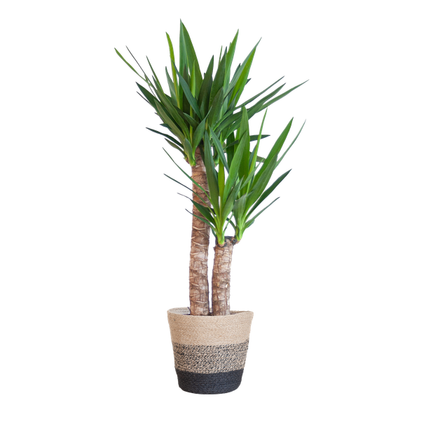 Yucca Elephantipes met Mand Lissabon zwart - 90cm - Ø21