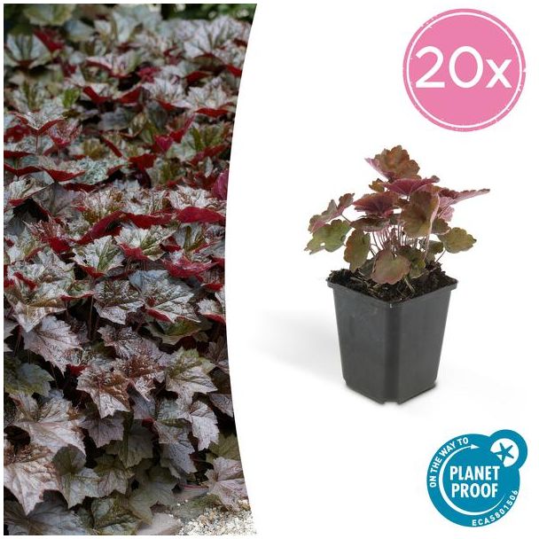 20 Stuks Sierlijk PaasKlokje, Diep Paars/Brons Blad, Bodembedekker, Heuchera mic.  Palace Purple  - ↕10-25cm - Ø9cm