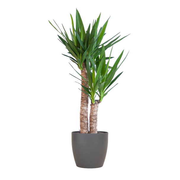 Yucca Elephantipes met Viber zwart - 90cm - Ø21