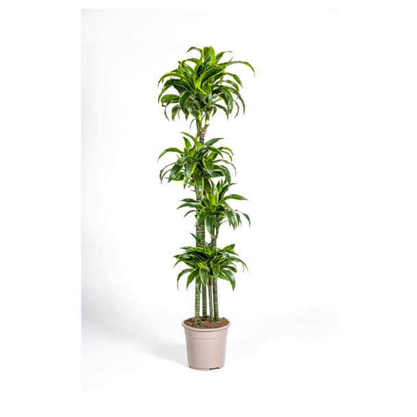 Goudpalm, Drakenbloedboom, Tropische, Groene Kamerplant, Donkergroen Blad met lichtgele Rand, Dracaena Deremensis Dorado Ø27cm - ↕180cm