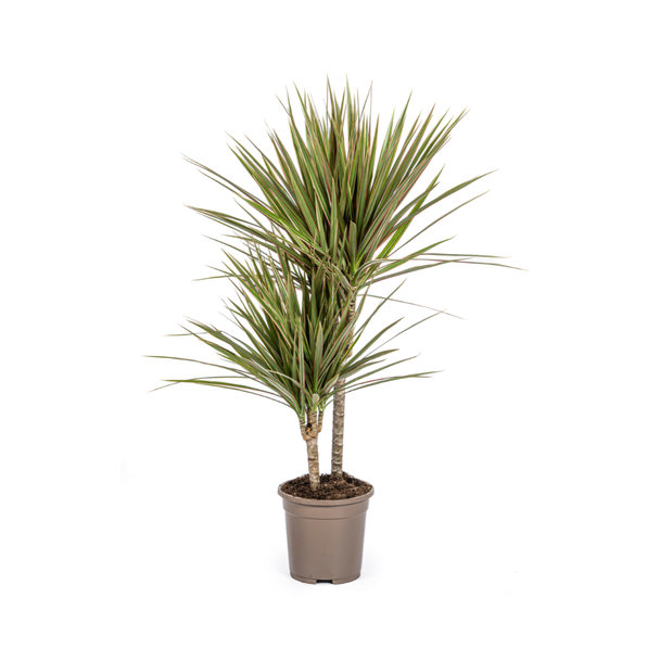 Drakenboom, Drakenbloedboom, Lange Smalle biocolor bladeren , Kamerplant, Dracaena Marginata Magenta Ø17cm - ↕60cm