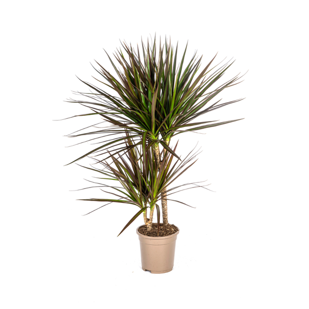 Drakenboom, Drakenbloedboom, Lange Smalle bladeren met Rode Rand, Kamerplant, Dracaena Marginata Magenta Ø17cm - ↕60cm