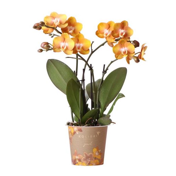 Mooie Vlinder Orchidee Jewels Las Vegas, Kleur Oranje/goud, KadoTip, potmaat Ø12cm ,bloeiende kamerplant