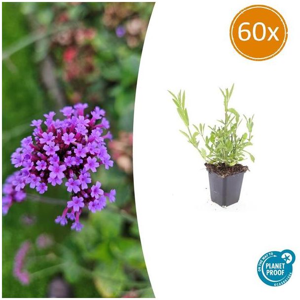60 Maal Verbena bonariensis - Tuinplant met paarse bloemen - Niet giftig