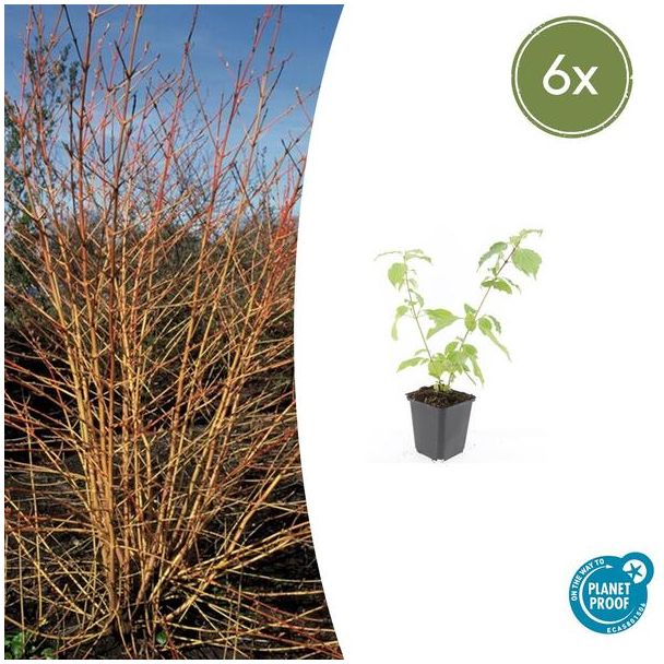 Opvallende tuinplant - 6 stuks - Cornus sanguinea 'Anny's Winter Orange' ↕10-25cm