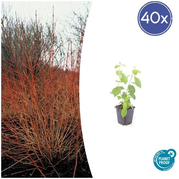 40  Stuks Kornoelje 'Midwintervuur', Heester, s Winters mooie Rode Takken, Voorjaar Witte bloementjes, Donkerpaarse Besachtige vruchten, Cornus sang.  Midwinter Fire  - ↕10-25cm - Ø9cm