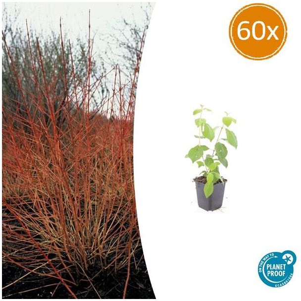 60 Stuks Kornoelje 'Midwintervuur', Heester, s Winters mooie Rode Takken, Voorjaar Witte bloementjes, Donkerpaarse Besachtige vruchten, Cornus sang.  Midwinter Fire  - ↕10-25cm - Ø9cm