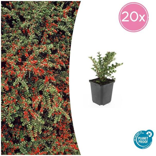20 Bodembedekkers winterhard - Cotoneaster horizontalis ↕10-25cm