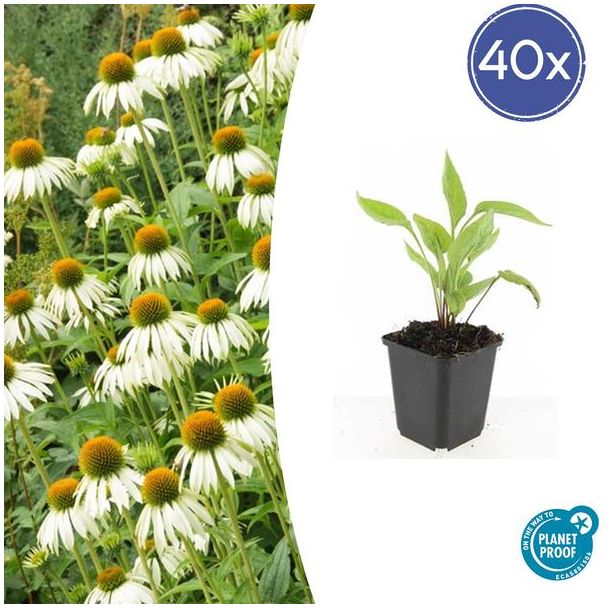 40 Stuks Stralende Zonnehoed, Mooie Witte Bloemen op Steel, Bodembedekker, Echinacea p.  White Swan  - ↕10-25cm - Ø9cm