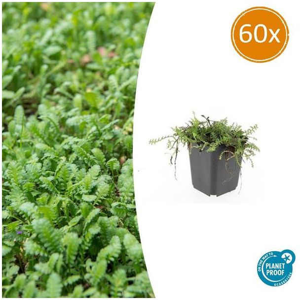 Koperknoopje of Leptinella squalida 60 stuks - Lage bodembedekker ca. 5 cm hoog