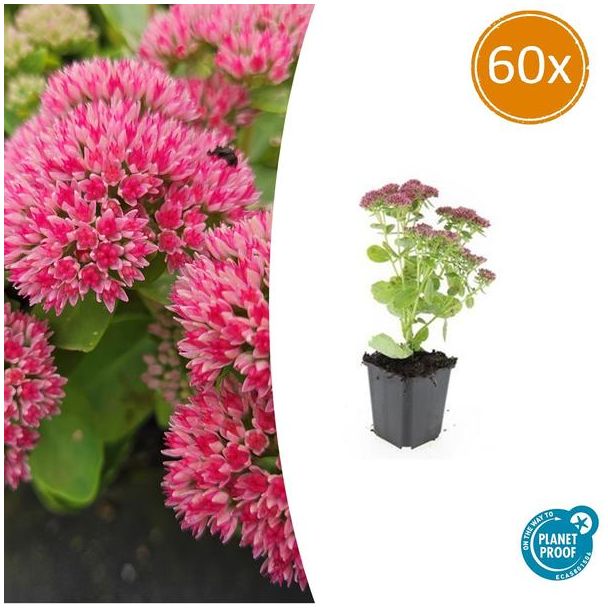 Herfstbloeiende Vetkruit - 60 stuks Sedum winterhard ↕10-25cm