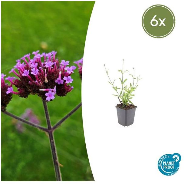 6 Stuks  Verbena bonariensis Lollipop Vaste Plant met rechte stelen en levendige Paarse Bloemen, Speels effect - ↕10-25cm - Ø9cm