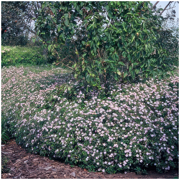 “Kweek je eigen Aster, direct bij jou thuisbezorgd, gewoon via de Brievenbus!”, 6 Pluggen, Hoogte 40mm