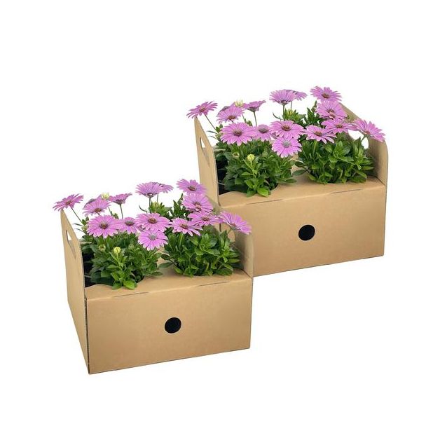 8 Stuks Afrikaanse Magriet of KapMagriet, Kleur Rose, Eenjarige Plant, Osteospermum ecklonis Pink Ø12 cm - ↕20 cm