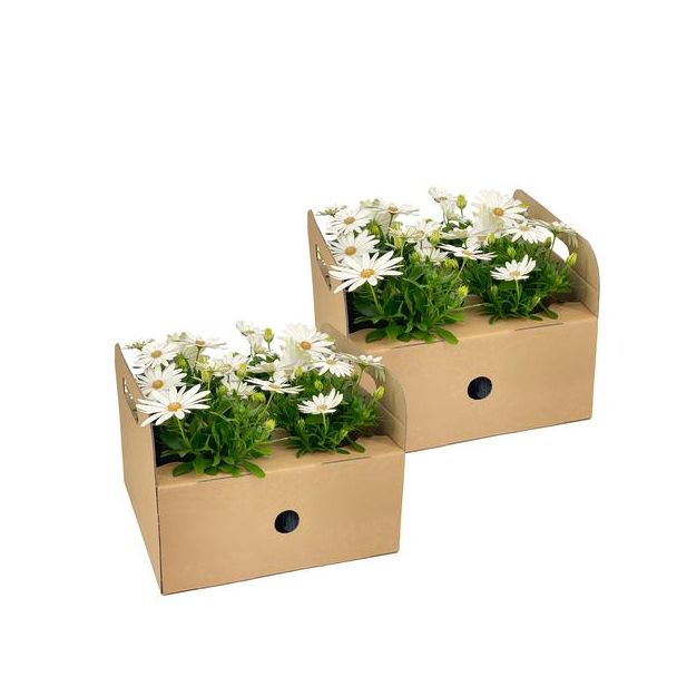 8 Stuks Afrikaanse Magriet of KapMagriet, Kleur Wit, Eenjarige Plant, Osteospermum ecklonis Weiß Ø12 cm - ↕20 cm