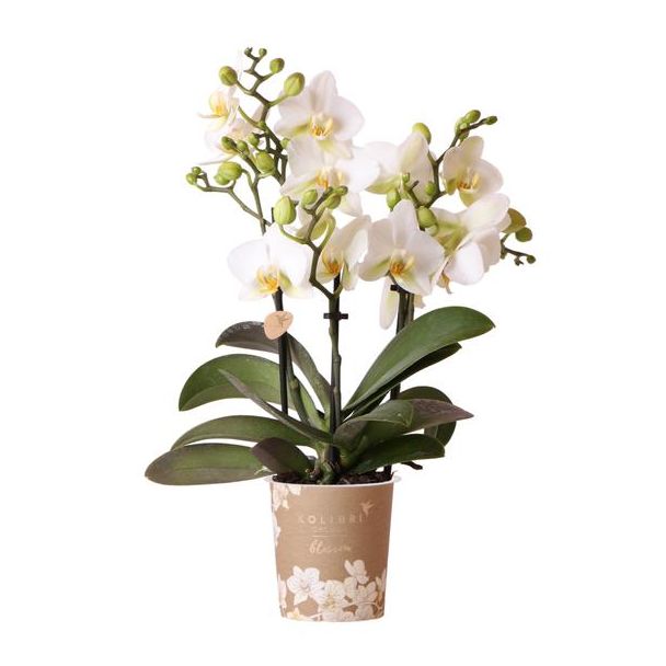 Mooie Vlinder Orchidee Lausanne, Kleur Wit, KadoTip, potmaat Ø9cm ,bloeiende kamerplant