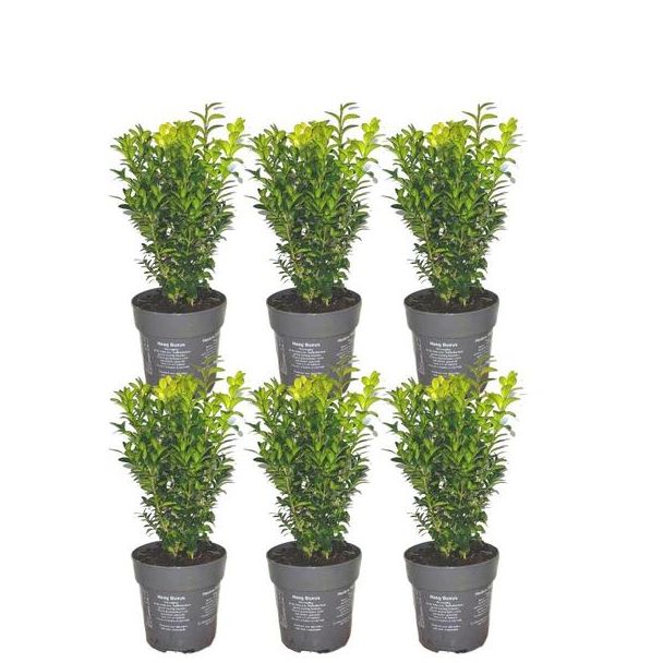 De Buxus, 6 Stuks, Groenblijvend, Haag, 1 meter Buxus Sempervirens haag - ↨ 20 cm - 6 x Ø 12 cm