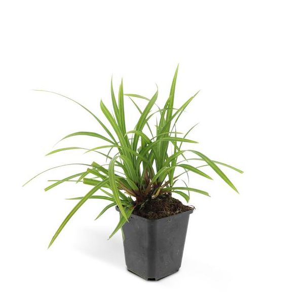 6x Japanse zegge (Carex morrowi ?Ice Dance?), simpele bodembedekker