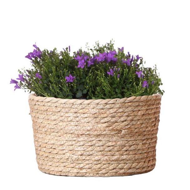 Mand met 3 stuks Campanula`s , Kleur Paars, Tuinplanten, balkonplanten, Gevulde plantenbak, Kamerplanten, Bloeiende Kamerplanten, Campanula Addenda Ambella Intense purple