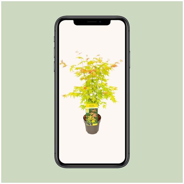 Japanse Esdoorn, struik/boom, kleur geel/goudgeel/orange/ rood, Acer palmatum Orange Dream -  Ø19 - ↨40cm