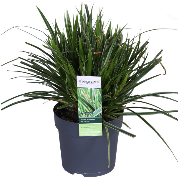 2 stuks Bonte Siergras, Struik, Kleur Groen met Creme, Terrasplant, Balkonplant, Carex morrowii  Ice Dance  - ↨30cm - Ø14