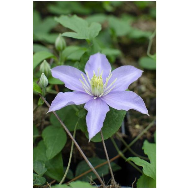 Clematis, Kleur Lila, Klimplant, Clematis Justa - ↨65cm - Ø15