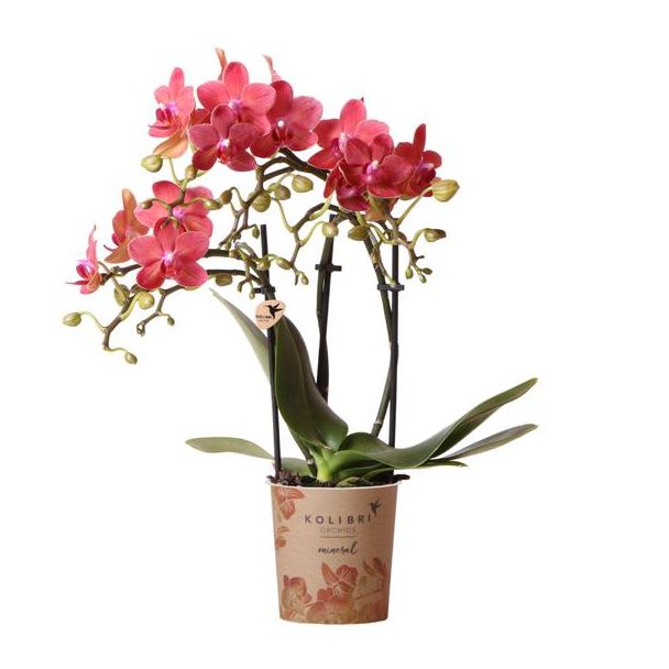 Mooie Vlinder Orchidee Congo, Kleur Rood, KadoTip, potmaat Ø9cm ,bloeiende kamerplant