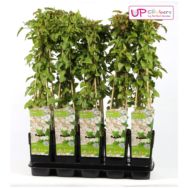 Fallopia baldschuanica - Bruidsluier - Ø15cm - ↕65cm