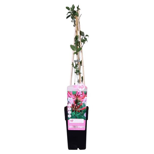 Kamperfoelie, Kleur Donkerroze, Paars met Geel en Creme, Geurende Bloemen, Klimplant, Lonicera periclymenum  Serotina  - ↨65cm - Ø15