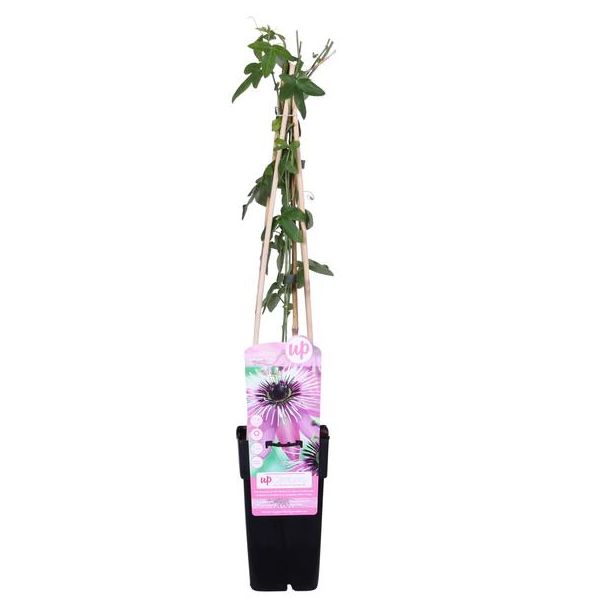 2 x De Passiebloem, Exotische Paaarse bloemen, Klimplant, Tropische sferen, Passiflora  Purple Haze - Ø15cm - ↕65cm