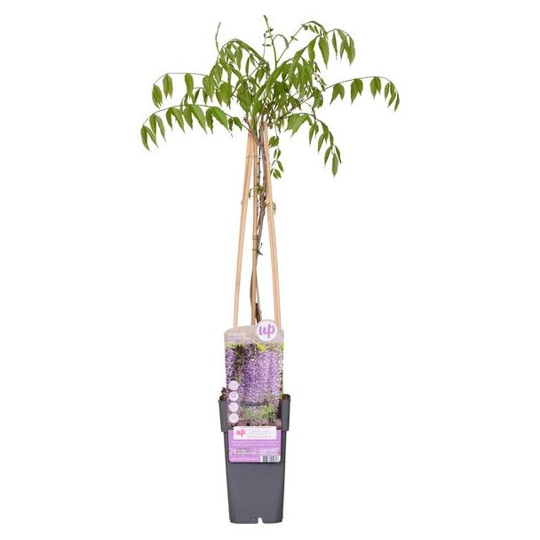 2 stuks - Paarse Regen, Klimplant, Kleur donker paars, Wisteria floribunda 'Naga Noda' - Ø 15 cm  hoogte: 60-70 cm