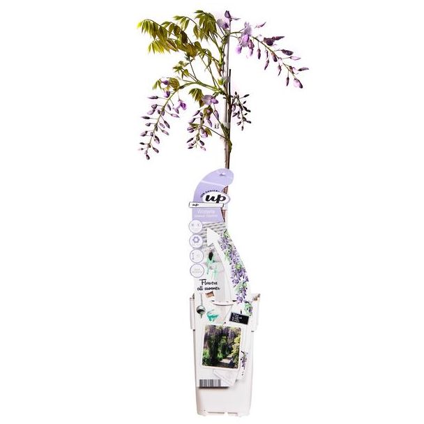 2x Paarse Regen, klimplant, Kleur paars, Wisteria sinensis Caroline, Chinese paarse regen