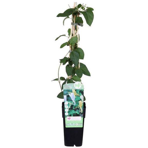 Kamperfoelie, Kleur Wit met Geel en Creme, Geurende Bloemen, Klimplant, Lonicera japonica  Halliana  - ↨65cm - Ø15