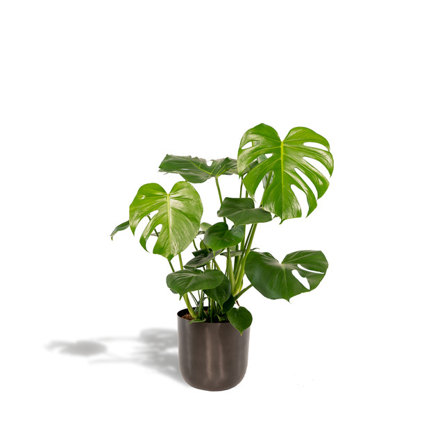 De Gatenplant in een Sierpot, Groene Kamerplant, Tropisch, Monstera Deliciosa- ↨80cm - Ø21cm + Pot Mayk Lead