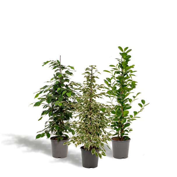 Ficus pakket - 3 Vijgenplanten in set - ficus kamerplanten groen - 95 cm - Ø21cm