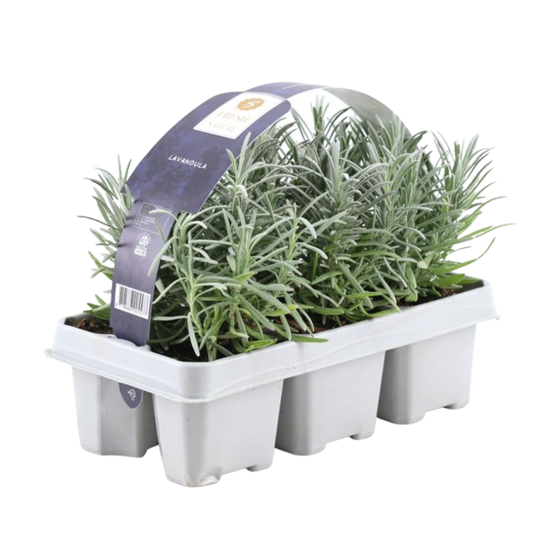 Lavendel, 1x6 Stuks, Kleur Paars, Struik, Heester, Meditteriaans, 6 pack Lavendel angustifolia - 6 x Ø7 cm - ↕15 cm