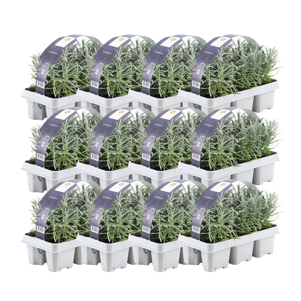 Lavendel, 72 Stuks, Kleur Paars, Struiken, Haag, Mediterraans, 12 x 6er set Lavendel angustifolia - 72 x Ø7 cm - ↕15 cm