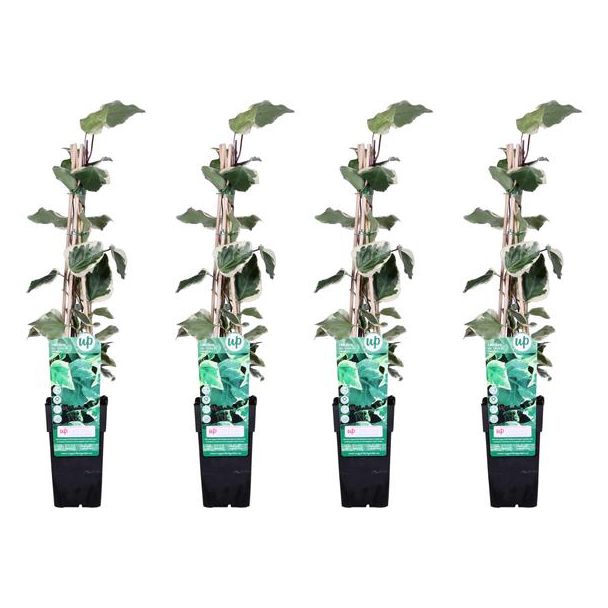 4x - Hedera algeriensis  Gloire de Maren  - ↨65cm - Ø15