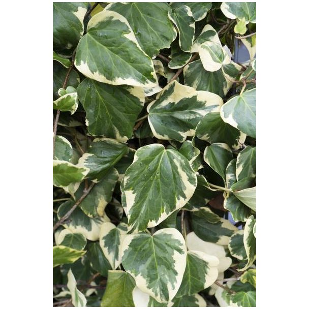 4x - Hedera colchica  Dentata Variegata  - ↨65cm - Ø15